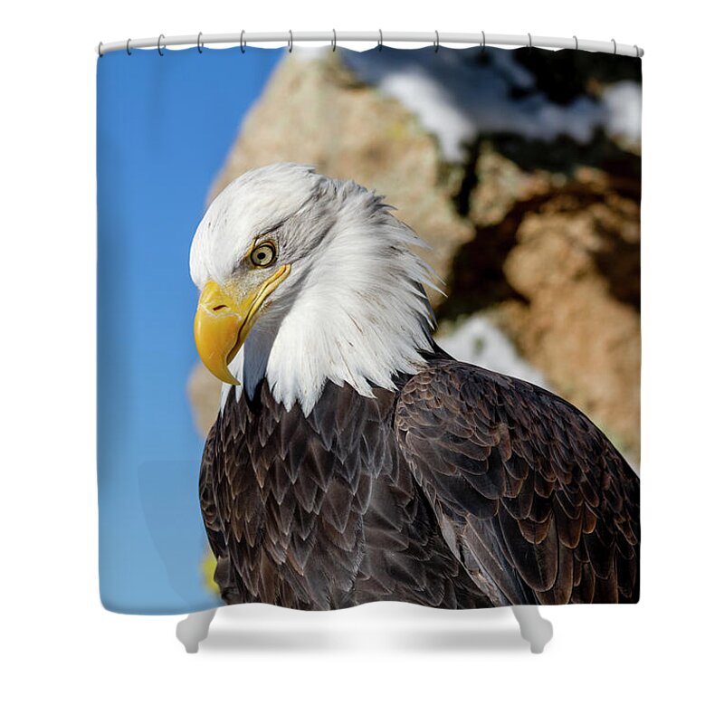 American Freedom Symbol Shower Curtain featuring the photograph Bald Eagle Looking Down by Teri Virbickis