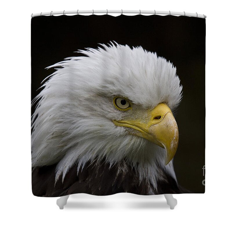 Eagle Shower Curtain featuring the photograph Bald eagle looking for food by Heiko Koehrer-Wagner
