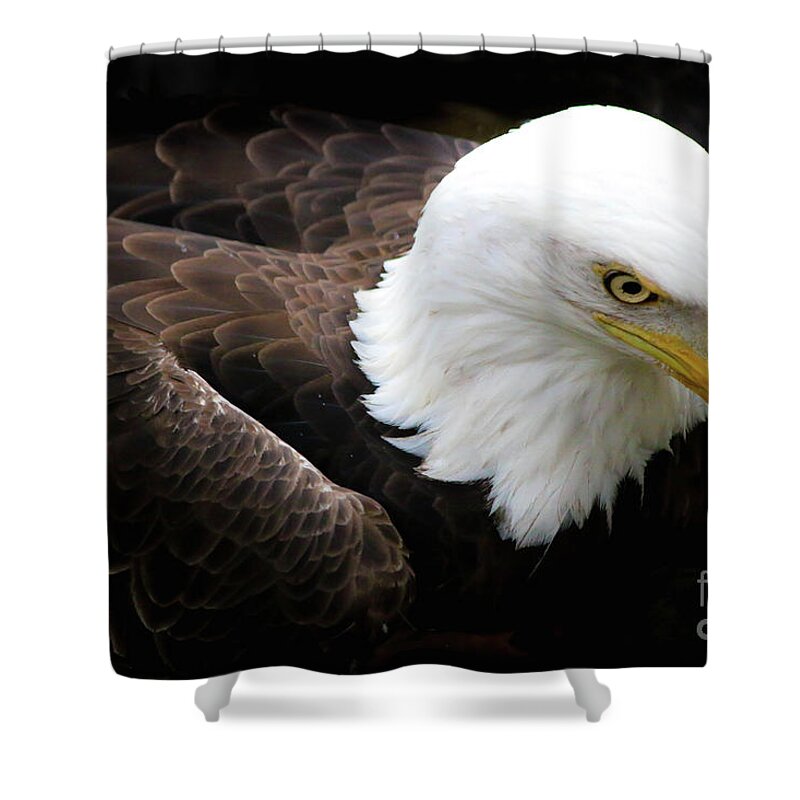 Birds Shower Curtain featuring the photograph Bald Eagle Memphis Zoo by Veronica Batterson