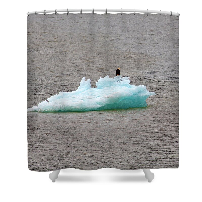 Bald Eagle Shower Curtain featuring the photograph Bald Eagle on Blue Glacial Ice by Anthony Jones