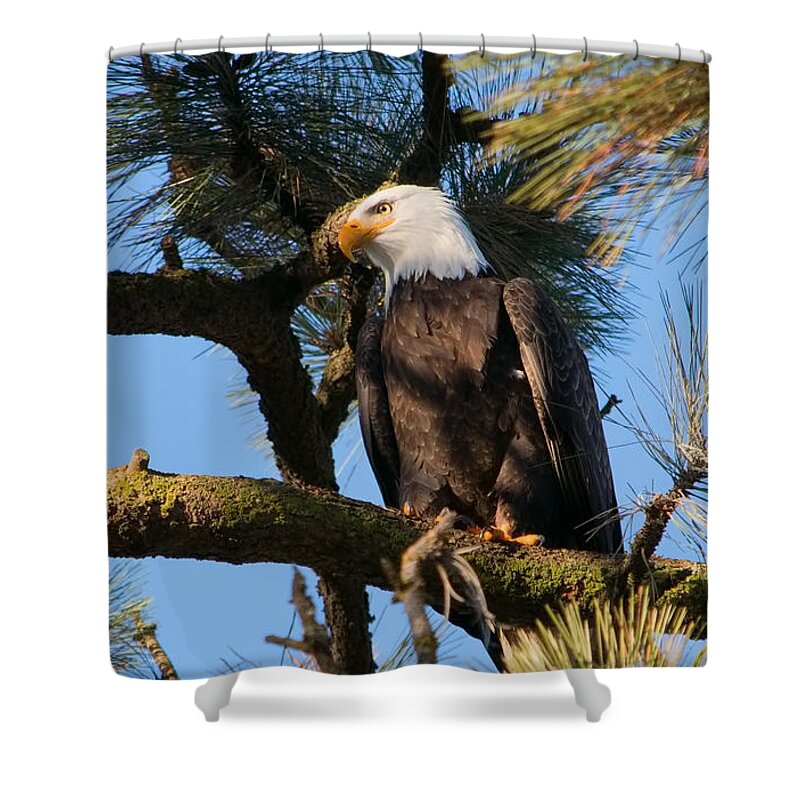 Bald Eagle Shower Curtain featuring the photograph Bald Eagle Perch by Harold Coleman