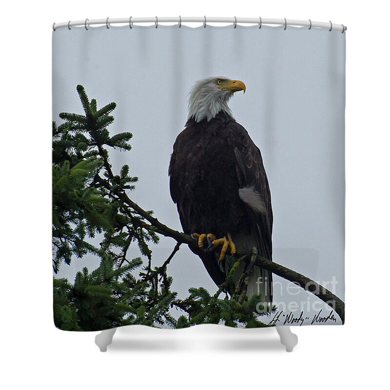 Eagle Shower Curtain featuring the photograph Bald Eagle Perched-Signed-#1051 by J L Woody Wooden