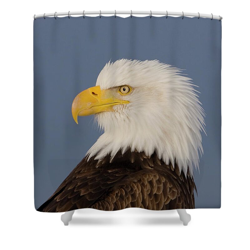 Eagles Shower Curtain featuring the photograph Bald Eagle Portrait by Mark Miller