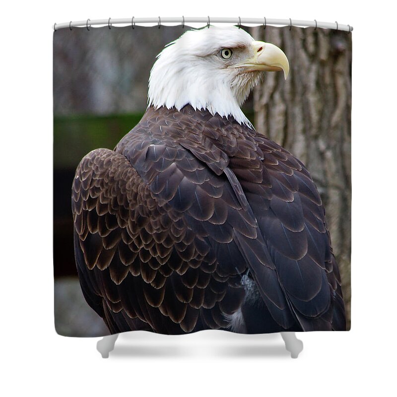 American Shower Curtain featuring the photograph Bald Eagle Profile by Jill Lang