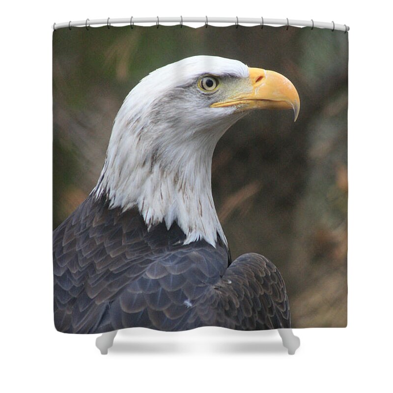 Scene Shower Curtain featuring the photograph Bald Eagle Profile by Mary Mikawoz