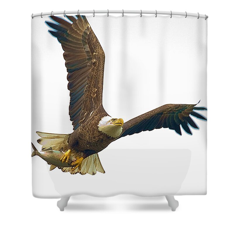 Eagle Shower Curtain featuring the photograph Bald Eagle With Fish by William Jobes