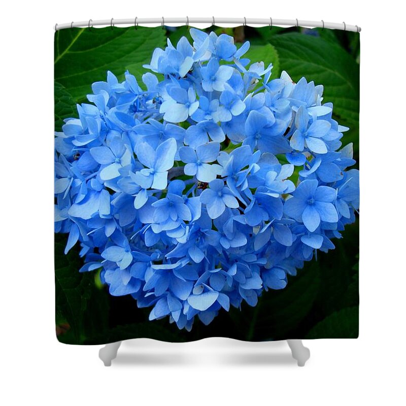 Hydrangea Shower Curtain featuring the photograph Ball of Blue by Michiale Schneider