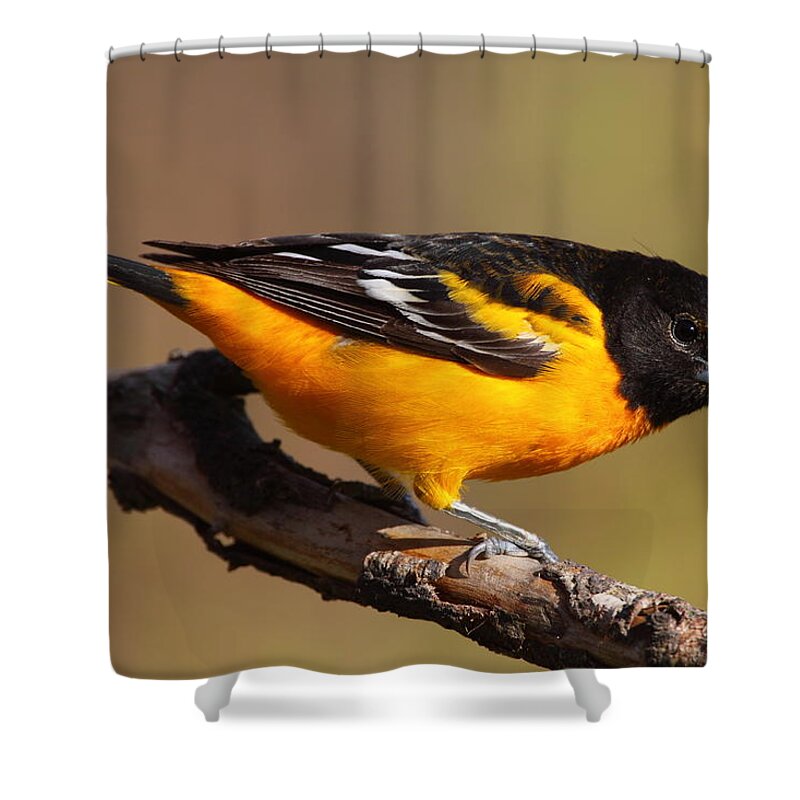 Baltimore Shower Curtain featuring the photograph Baltimore Oriole by Bruce J Robinson