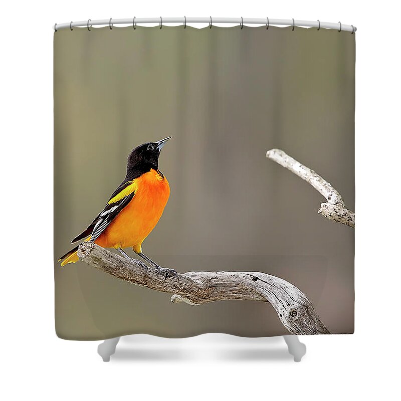 Oriole Shower Curtain featuring the photograph Baltimore Oriole by Deborah Penland
