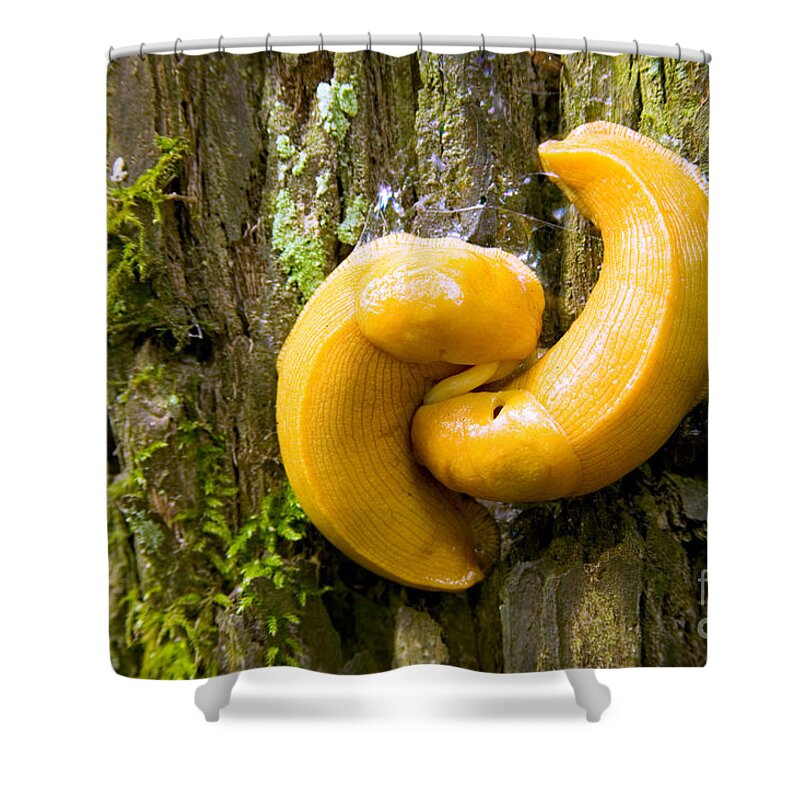 Banana Slugs Shower Curtain by Inga Spence - Science Source Prints - Website