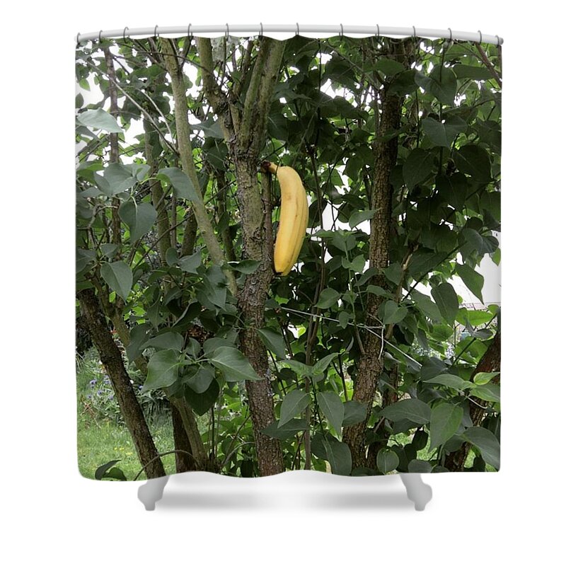 Banana Shower Curtain featuring the photograph Banana tree by Gypsy Heart