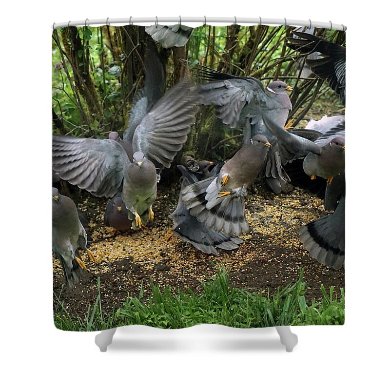 Birds Shower Curtain featuring the photograph Band-Tailed Pigeons #15 by Ben Upham III