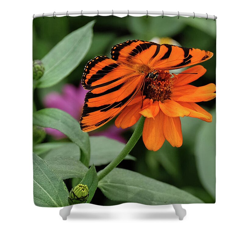 Banded Orange Butterfly Shower Curtain featuring the photograph Banded Orange Butterfly by Ronda Ryan