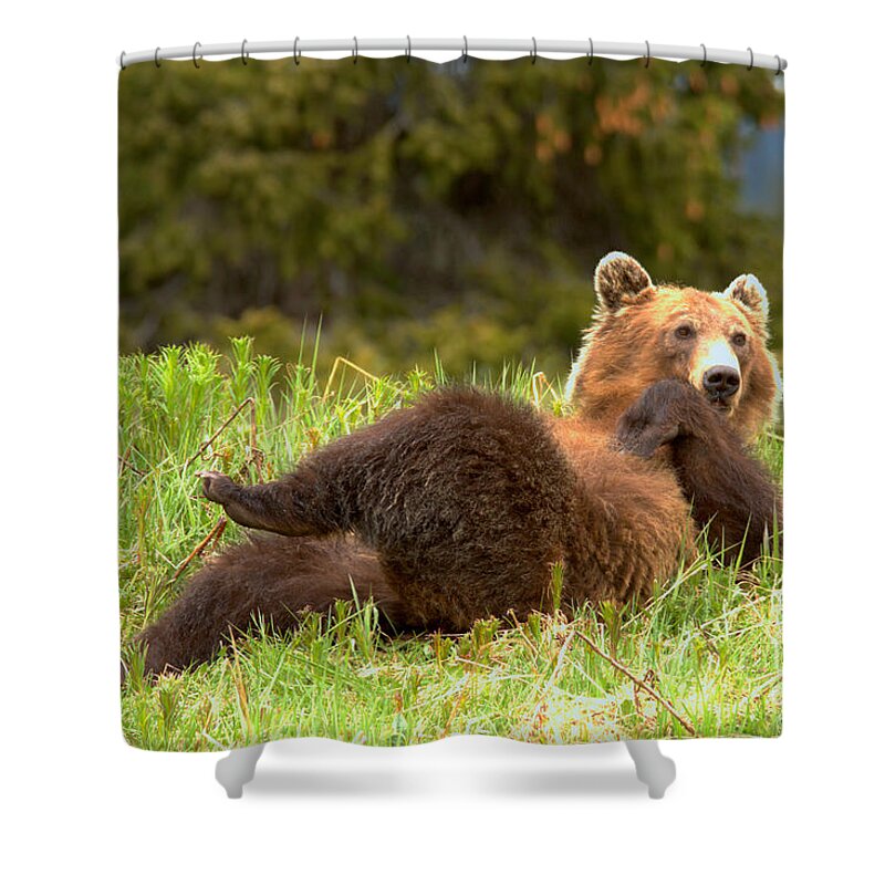 Grizzly Shower Curtain featuring the photograph Banff Showboating Grizzly by Adam Jewell