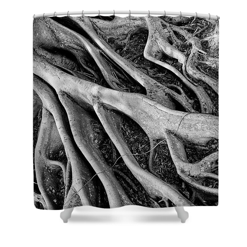 Banyan Tree Shower Curtain featuring the photograph Banyan Roots by Mick Burkey