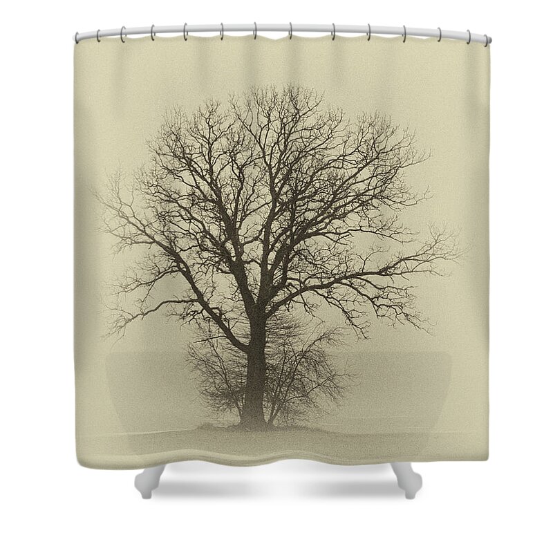 Tree Shower Curtain featuring the photograph Bare Tree in Fog- Nik filter by Nancy Landry