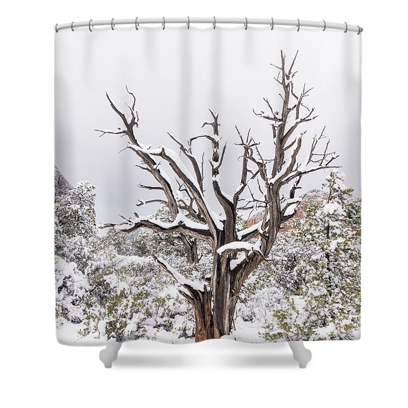 Sedona Shower Curtain featuring the photograph Bark and white by Laura Pratt