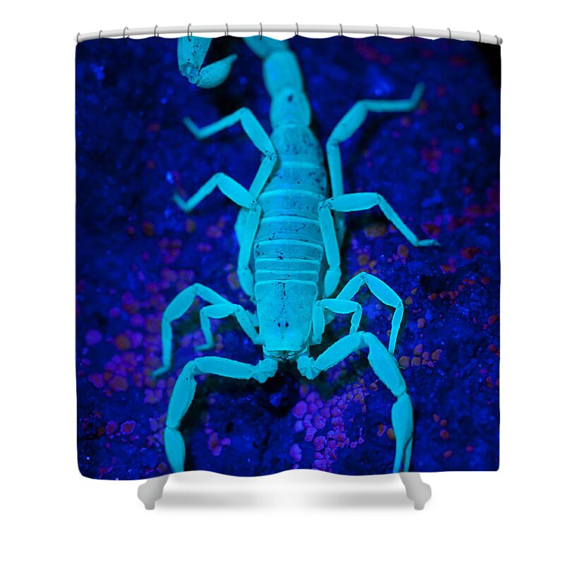 Scorpion Shower Curtain featuring the photograph Bark Scorpion By Blacklight by Stuart Wilson