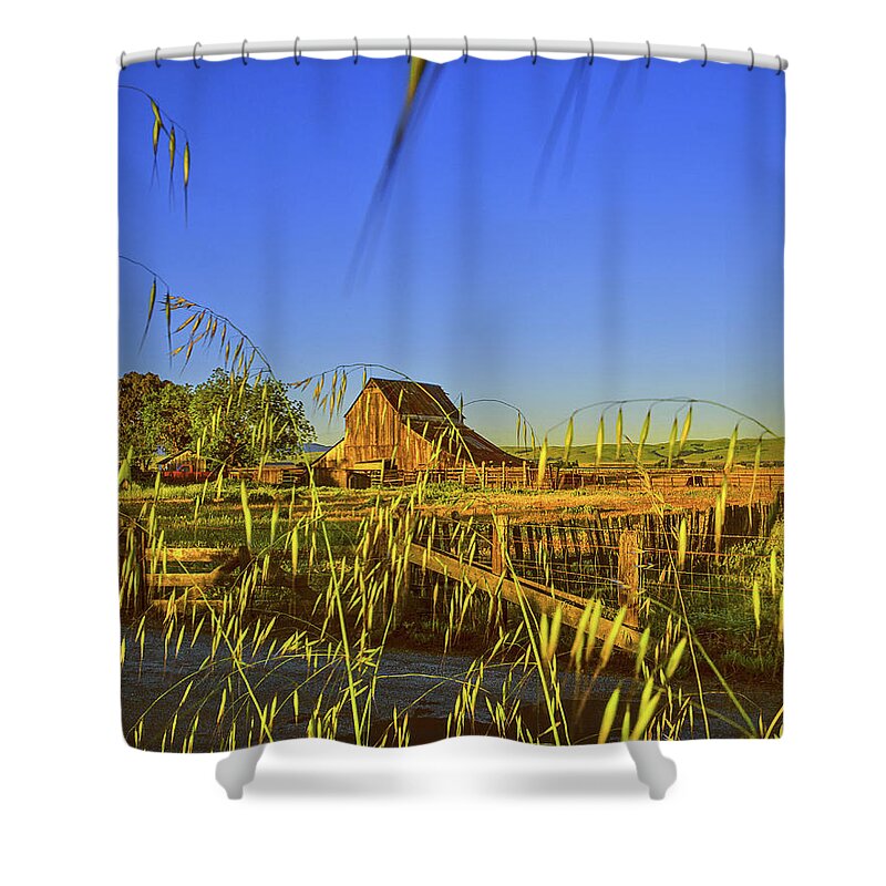 Cows Shower Curtain featuring the photograph Barn and Cattle, Gilroy, California by Don Schimmel