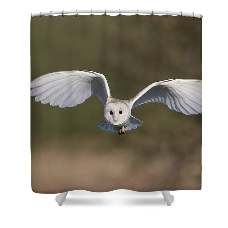 Barn Owl Shower Curtain featuring the photograph Barn Owl Approaching by Pete Walkden