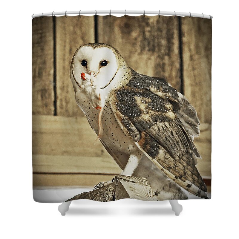 Nature Shower Curtain featuring the photograph Barn Owl Dinner by Gina Fitzhugh