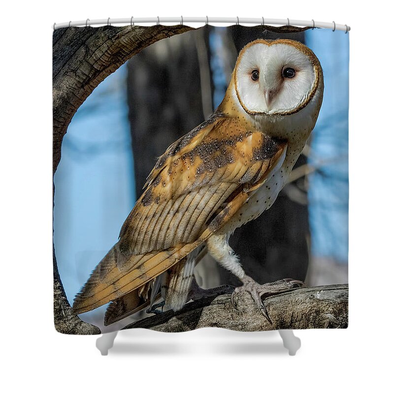 Barn Owl Shower Curtain featuring the photograph Barn Owl Framed in Cottonwood by Dawn Key