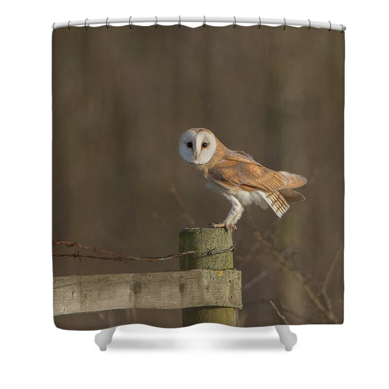 Barn Owl Shower Curtain featuring the photograph Barn Owl On Fence by Pete Walkden