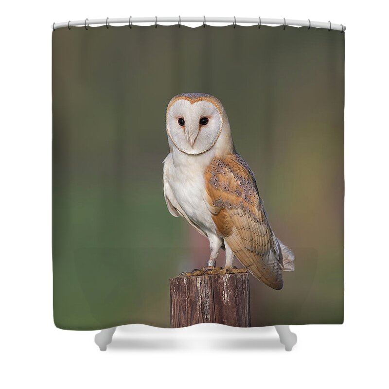 Barn Shower Curtain featuring the photograph Barn Owl Perched by Pete Walkden