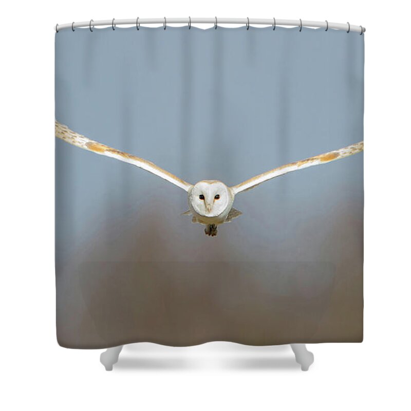 Barn Owl Shower Curtain featuring the photograph Barn Owl Sculthorpe Moor by Pete Walkden