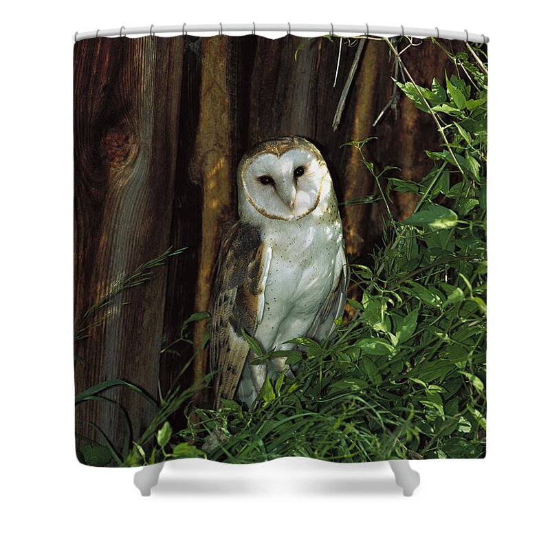 Mp Shower Curtain featuring the photograph Barn Owl Tyto Alba Portrait, North by Konrad Wothe