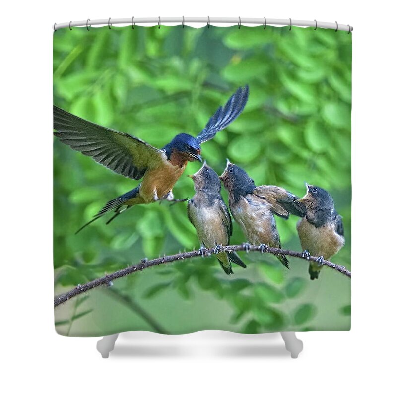 Swallows Shower Curtain featuring the photograph Barn Swallow Feeding by William Jobes