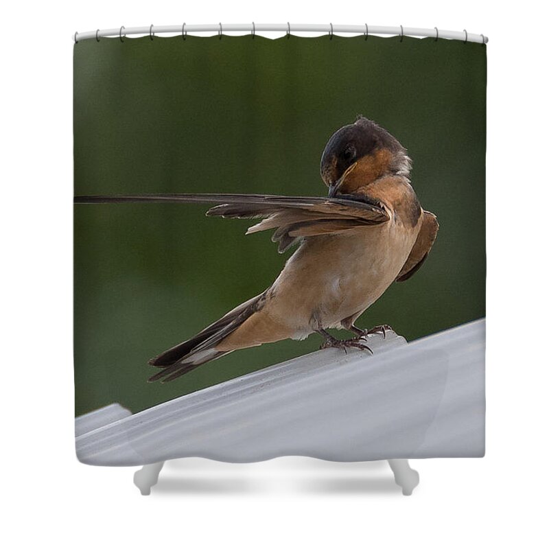 Barn Swallow Shower Curtain featuring the photograph Barn Swallow by Holden The Moment