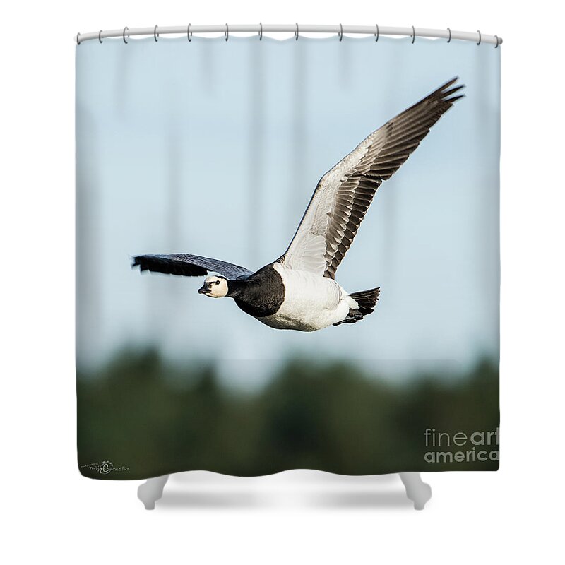Barnacle Goose Shower Curtain featuring the photograph Barnacle Goose square by Torbjorn Swenelius