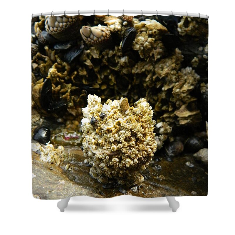Barnacles Shower Curtain featuring the photograph Barnacle Worm Two by Gallery Of Hope 
