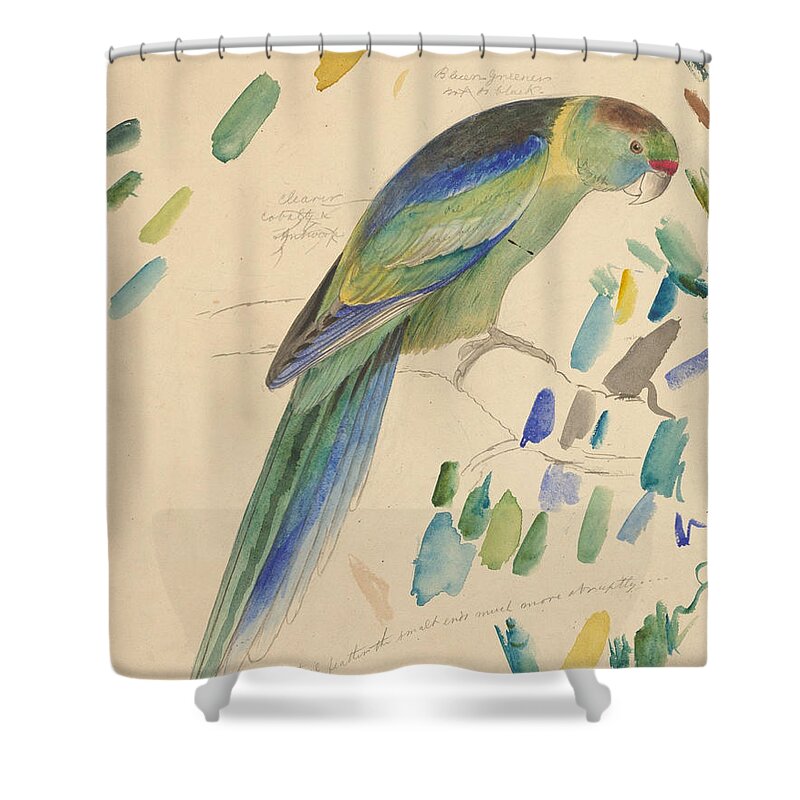 Barnard's Parakeet - Graphite And Watercolor Drawing Shower Curtain featuring the painting Barnard's parakeet by Celestial Images