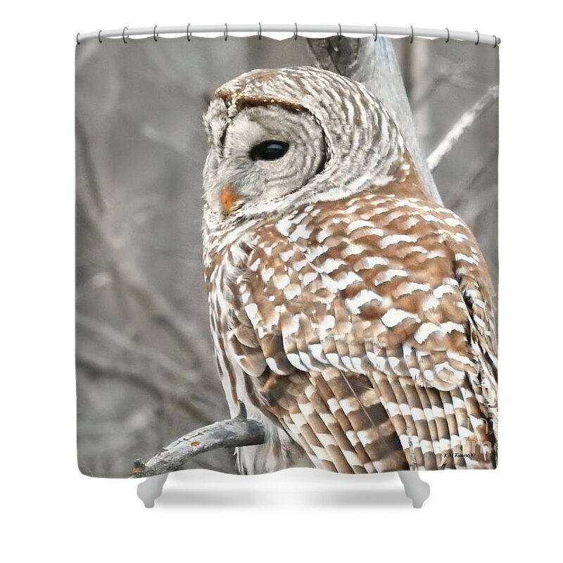 Barred Owl Close-up Shower Curtain featuring the photograph Barred Owl Close-Up by Kathy M Krause