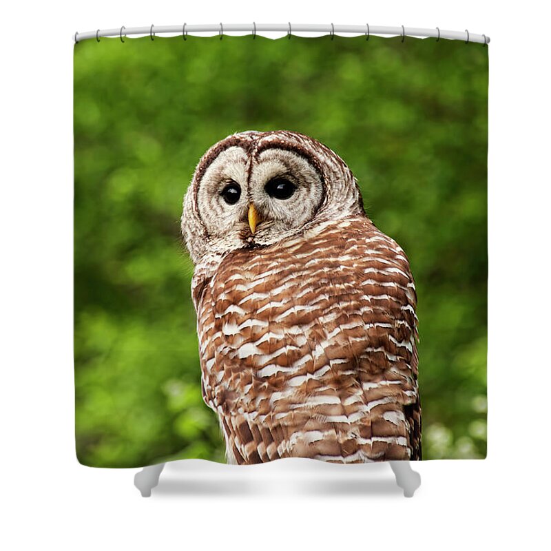 Barred Owl Shower Curtain featuring the photograph Barred Owl Closeup by Peggy Collins