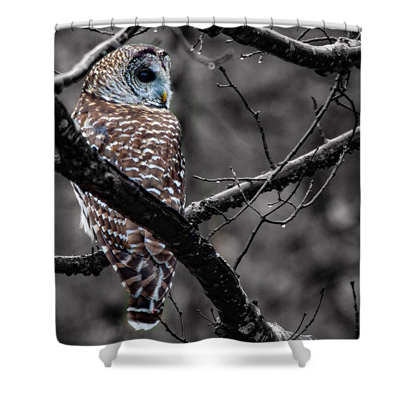 Barred Owl Shower Curtain featuring the photograph Barred Owl hungry by Jeff Folger