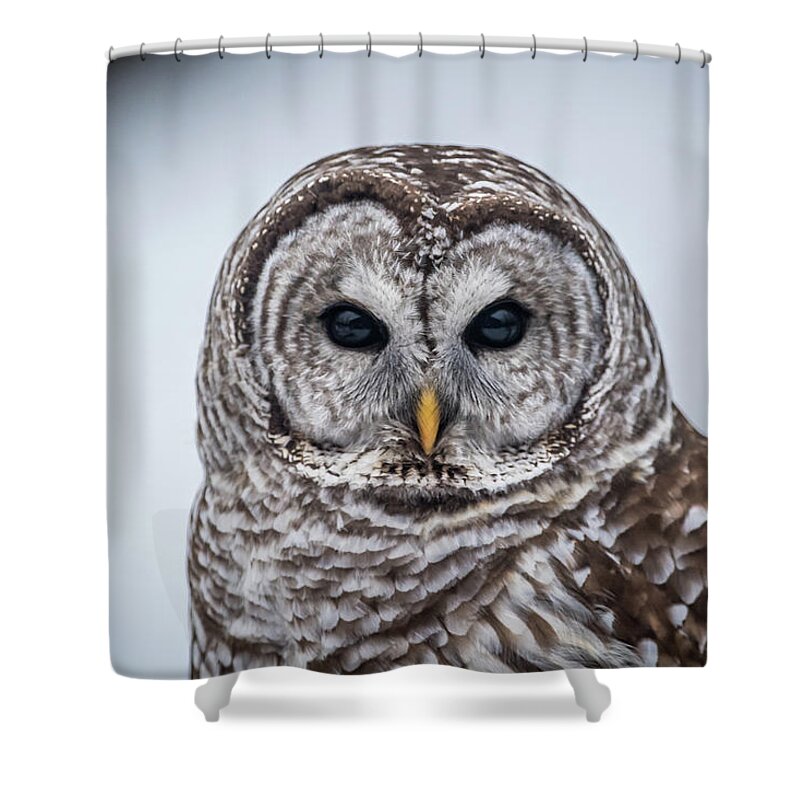 Barred Owl Shower Curtain featuring the photograph Barred Owl by Paul Freidlund
