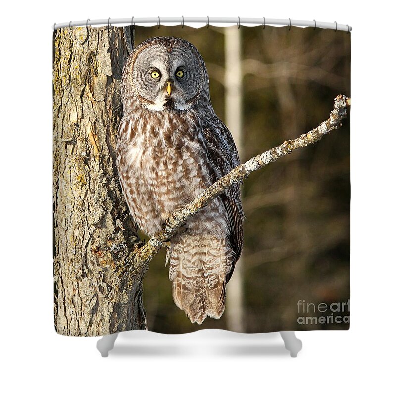 Animals Shower Curtain featuring the photograph Basking in the afternoon sun by Heather King