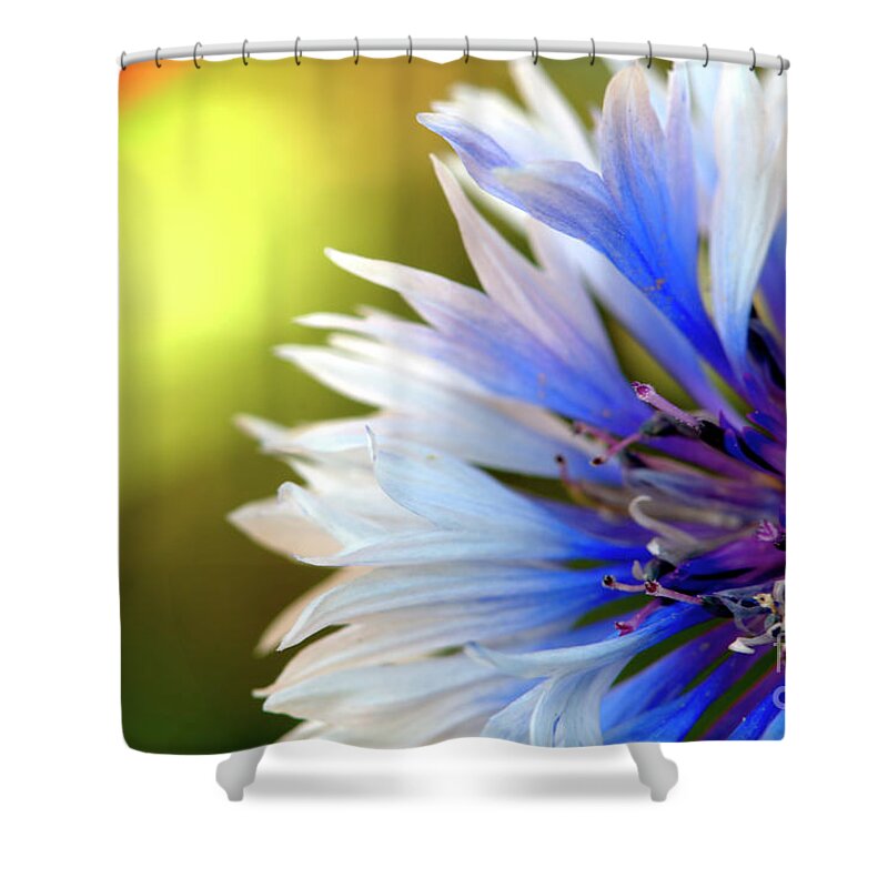Macro.flower Shower Curtain featuring the photograph Batchelors Blue and white button by Baggieoldboy