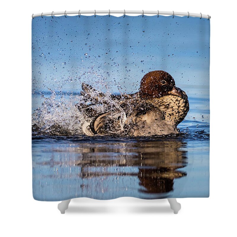 #duck #woodduck #lake #splash #blue Shower Curtain featuring the photograph Bathtime by Diana Andersen