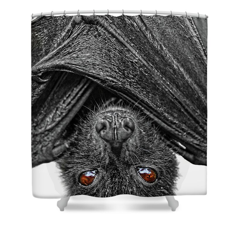 Bat Shower Curtain featuring the photograph Be Afraid by Yhun Suarez