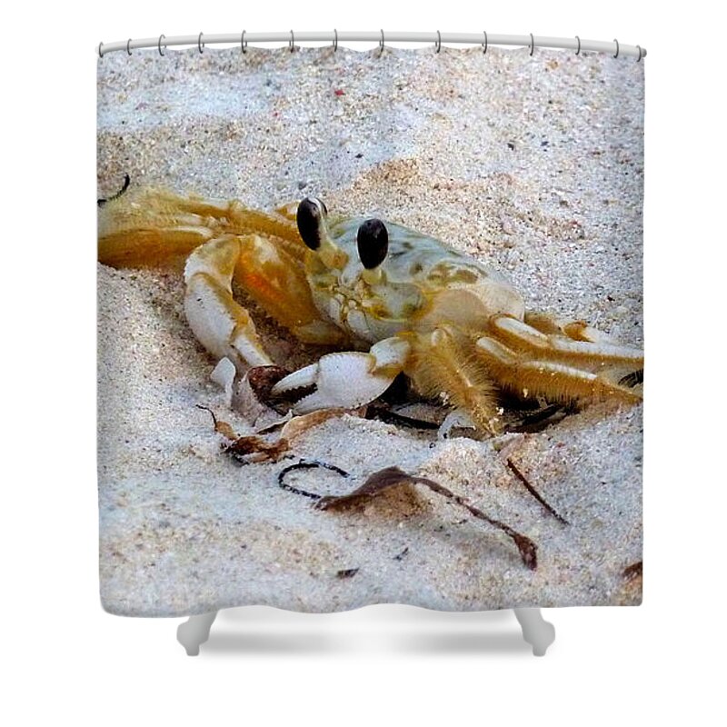 Photography Shower Curtain featuring the photograph Beach Crab by Francesca Mackenney