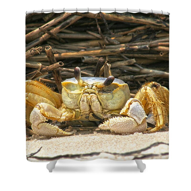 Carb Shore Beach Sand Salt Straw Ocean Sea Coast Shower Curtain featuring the photograph Beach Crab by Robert Och