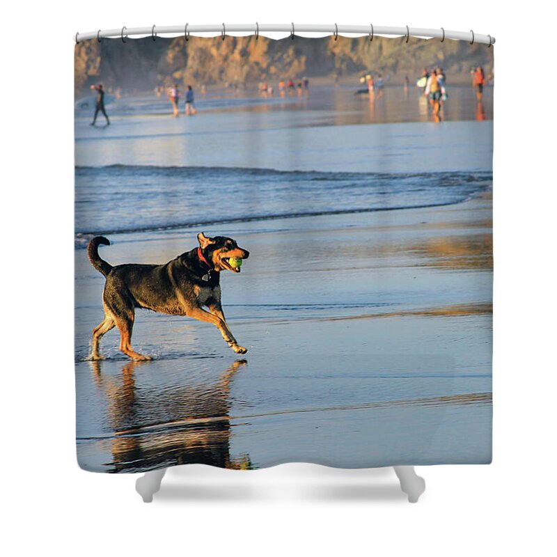 Bonnie Follett Shower Curtain featuring the photograph Beach Dog Playing Fetch by Bonnie Follett