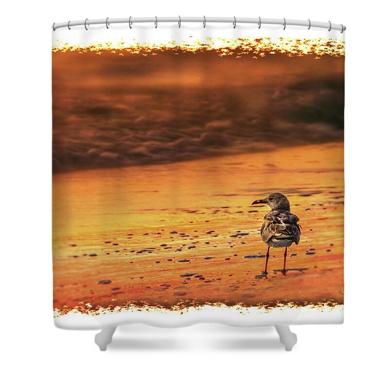 Nature Shower Curtain featuring the photograph Beach Gull by Marvin Spates