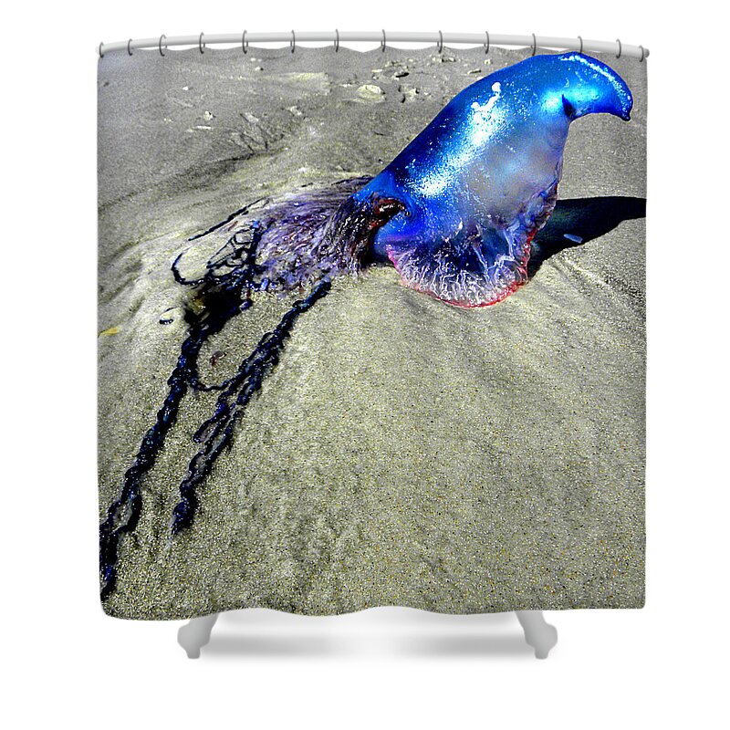 Jellyfish Shower Curtain featuring the photograph Beached Jellyfish 000 by Christopher Mercer