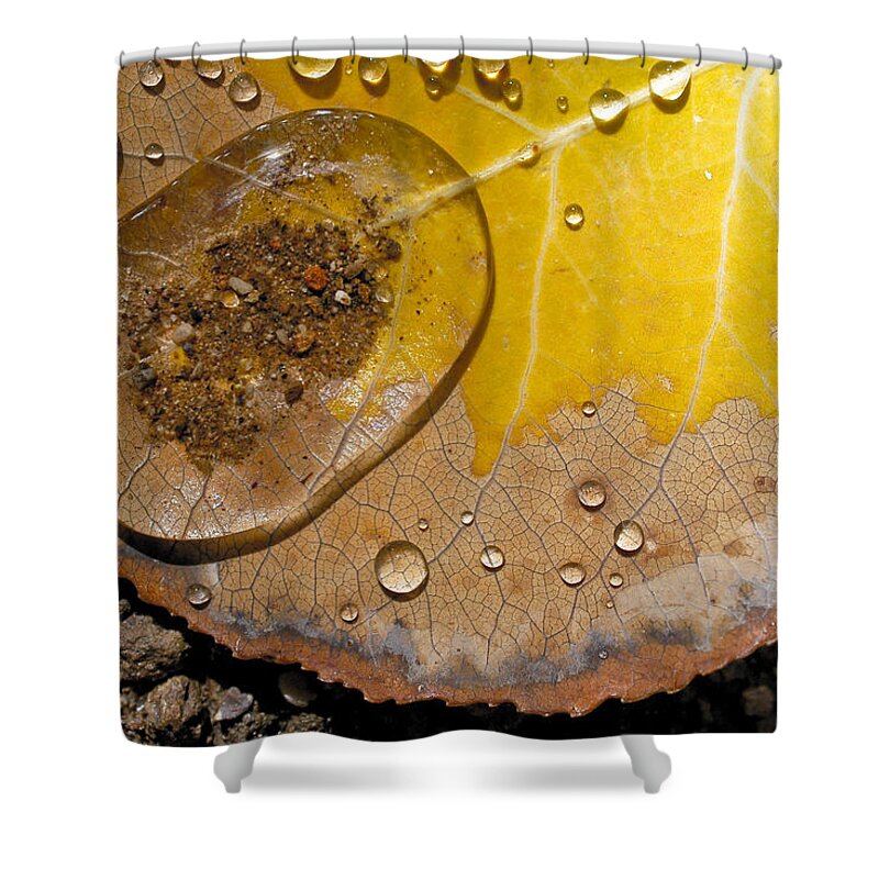 Leaf Shower Curtain featuring the photograph Tiny Pond by Becky Titus