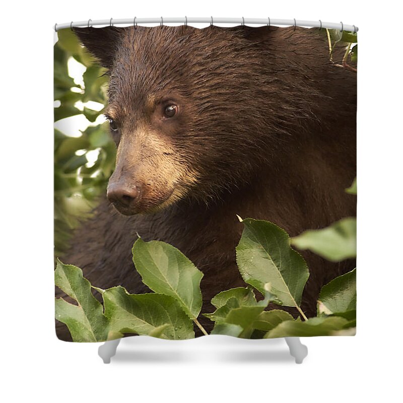  Shower Curtain featuring the photograph Bear Cub in Apple Tree1 by Loni Collins